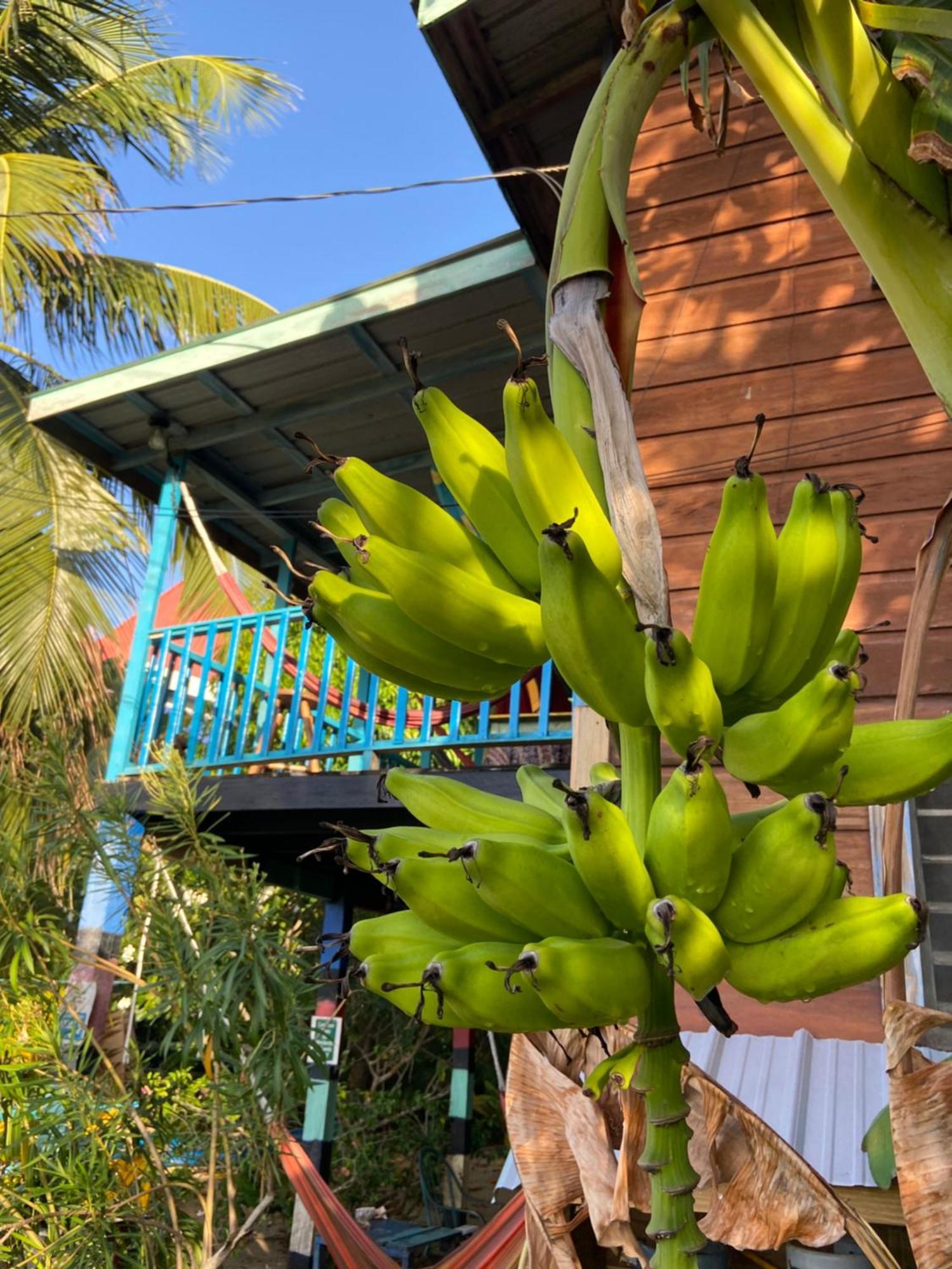 Anda Di Hows Hostel Placencia Exteriör bild
