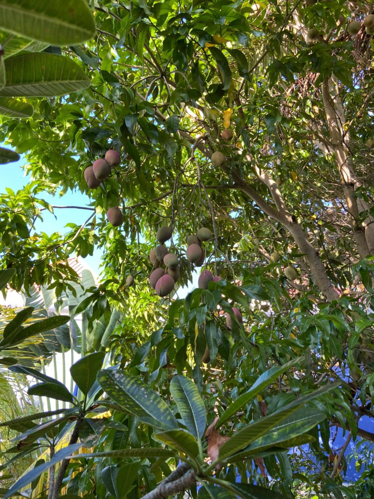Anda Di Hows Hostel Placencia Exteriör bild